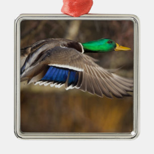 VS, staat Washington, Wilde Eend, mannetje, vlucht Metalen Ornament
