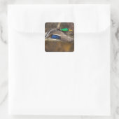 VS, staat Washington, Wilde Eend, mannetje, vlucht Vierkante Sticker (Tas)