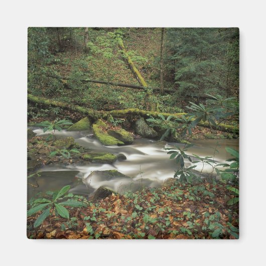 VS, Tennessee. Big South Fork National River Magneet (Voorkant)