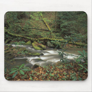 VS, Tennessee. Big South Fork National River Muismat