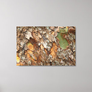 VS, Tennessee, Close-up van de bast op een boom Canvas Afdruk