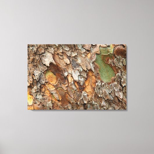 VS, Tennessee, Close-up van de bast op een boom Canvas Afdruk (Voorkant)