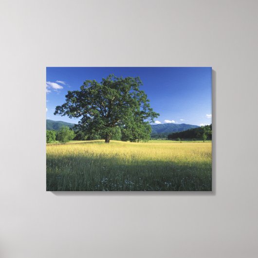 VS, Tennessee. Great Smokey Mountains 2 Canvas Afdruk (Voorkant)