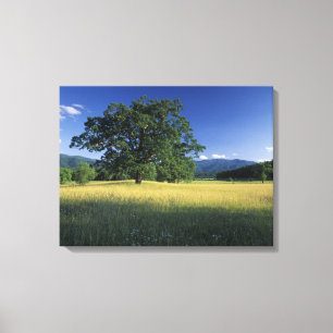 VS, Tennessee. Great Smokey Mountains 2 Canvas Afdruk