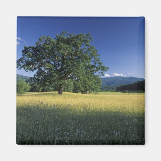 VS, Tennessee. Great Smokey Mountains 3 Magneet (Voorkant)
