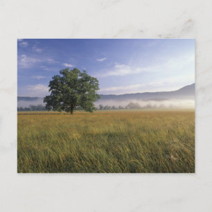 VS, Tennessee. Great Smokey Mountains Briefkaart