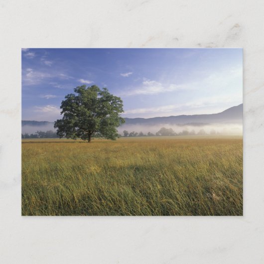 VS, Tennessee. Great Smokey Mountains Briefkaart (Voorkant)