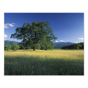 VS, Tennessee. Great Smokey Mountains Foto Afdruk