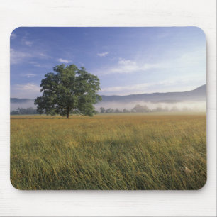VS, Tennessee. Great Smokey Mountains Muismat
