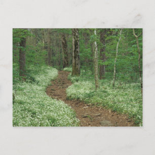 VS, Tennessee, Great Smoky Mountains NP, 3 Briefkaart