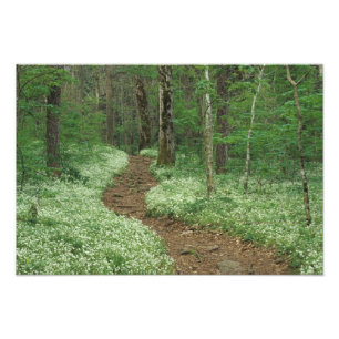 VS, Tennessee, Great Smoky Mountains NP, 3 Foto Afdruk