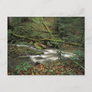 VS, Tennessee. Grote Zuidvork Briefkaart