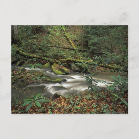 VS, Tennessee. Grote Zuidvork Briefkaart (Voorkant)