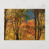 VS, Tennessee. Herfst Foliage Briefkaart (Voorkant)