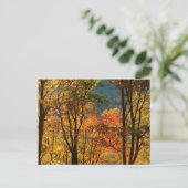 VS, Tennessee. Herfst Foliage Briefkaart (Staand voorkant)