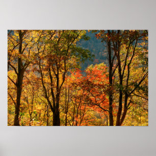 VS, Tennessee. Herfst Foliage Poster