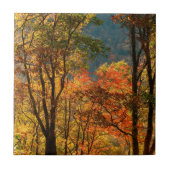 VS, Tennessee. Herfst Tegeltje (Voorkant)