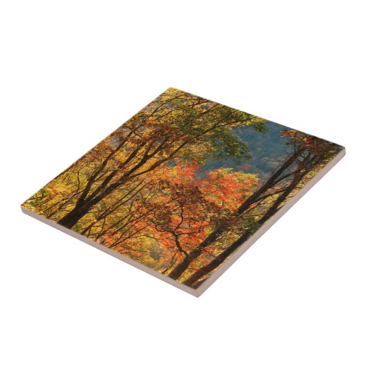 VS, Tennessee. Herfst Tegeltje (Zijkant)