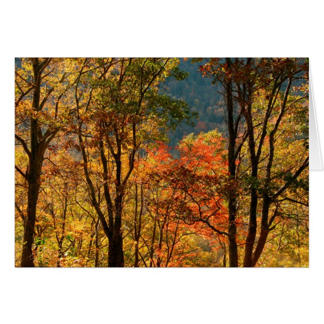 VS, Tennessee. Herfstblad (Voorkant Horizontaal)