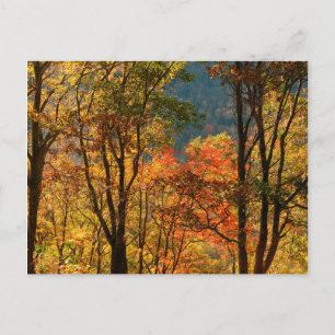 VS, Tennessee. Herfstblad Briefkaart