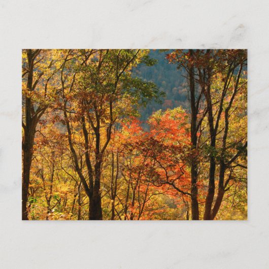 VS, Tennessee. Herfstblad Briefkaart (Voorkant)