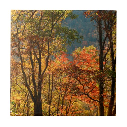 VS, Tennessee. Herfstblad Tegeltje (Voorkant)