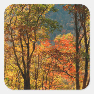 VS, Tennessee. Herfstblad Vierkante Sticker