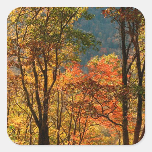 VS, Tennessee. Herfstblad Vierkante Sticker (Voorkant)