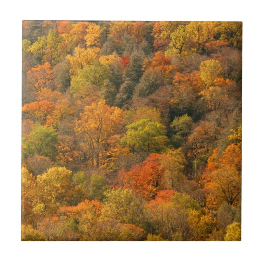 VS, Tennessee. Herfstkleuren 2 Tegeltje (Voorkant)