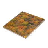 VS, Tennessee. Herfstkleuren 2 Tegeltje (Zijkant)
