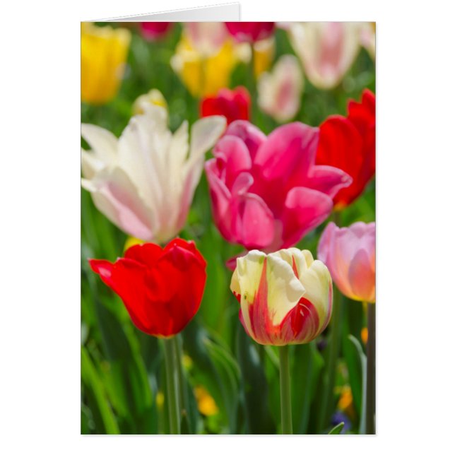 VS, Tennessee, Nashville (Voorkant)