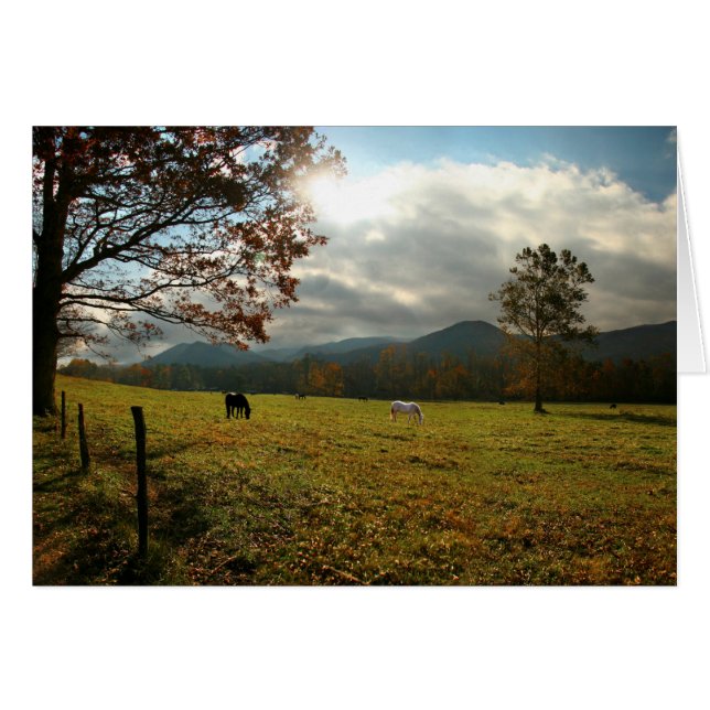 VS, Tennessee. Paarden in de Cades Cove Valley (Voorkant Horizontaal)