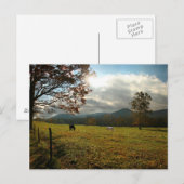 VS, Tennessee. Paarden in de Cades Cove Valley Briefkaart (Voorkant / Achterkant)