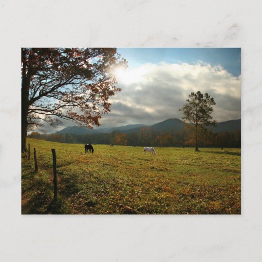 VS, Tennessee. Paarden in de Cades Cove Valley Briefkaart (Voorkant)
