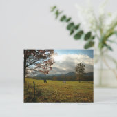 VS, Tennessee. Paarden in de Cades Cove Valley Briefkaart (Staand voorkant)