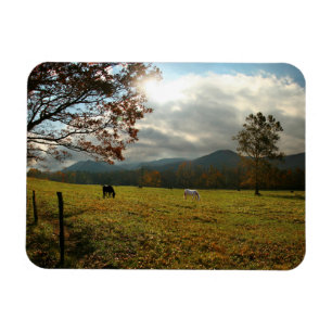VS, Tennessee. Paarden in de Cades Cove Valley Magneet