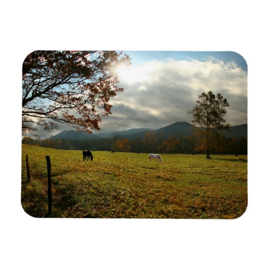 VS, Tennessee. Paarden in de Cades Cove Valley Magneet (Horizontaal)
