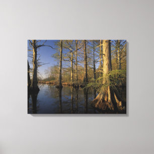 VS, Tennessee. Reelfoot National Wildlife Canvas Afdruk