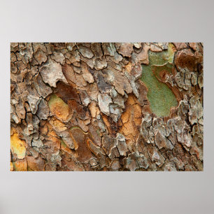 VS, Tennessee, sluit schors op een boom Poster