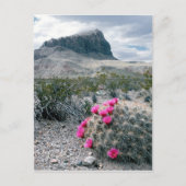 VS, Texas, Big Bend National Park. Blooming Briefkaart (Voorkant)