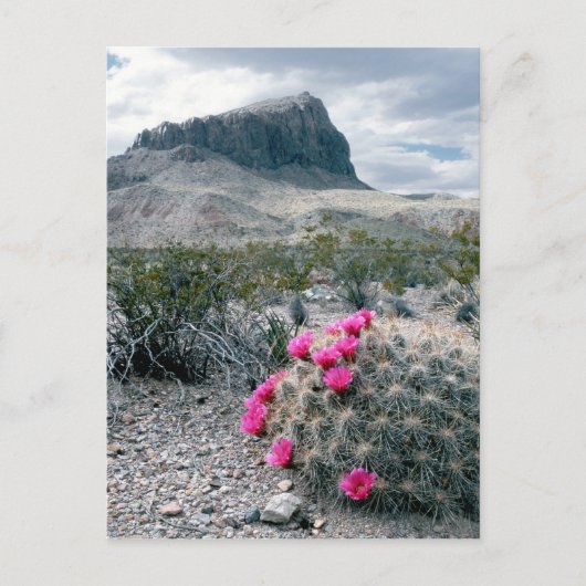 VS, Texas, Big Bend National Park. Blooming Briefkaart (Voorkant)