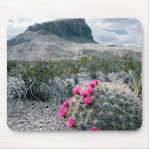 VS, Texas, Big Bend National Park. Blooming Muismat