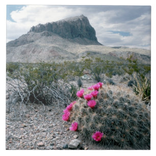 VS, Texas, Big Bend National Park. Blooming Tegeltje