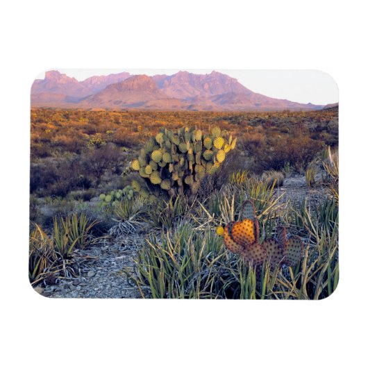 VS, Texas, Big Bend NP. Een zanderige roze schemer Magneet (Horizontaal)