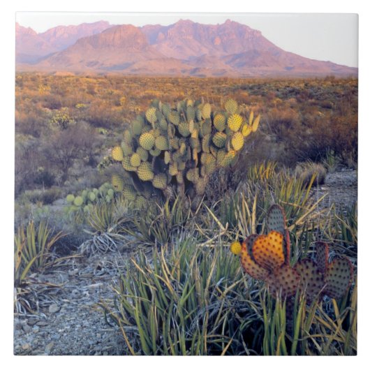 VS, Texas, Big Bend NP. Een zanderige roze schemer Tegeltje (Voorkant)