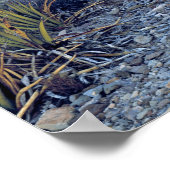 VS, Texas, Big Bend NP. Een zandroze schemering Poster (Hoek)