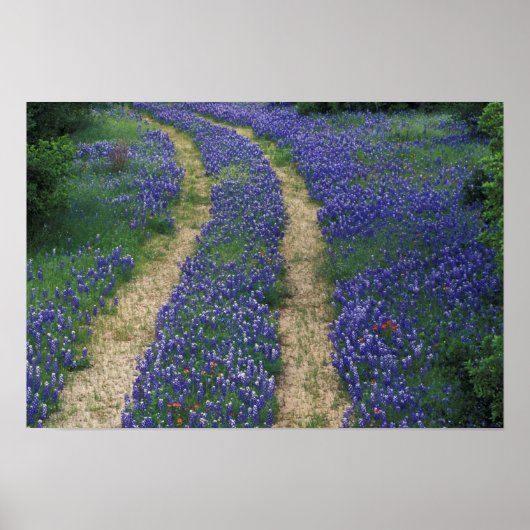 VS, Texas, bij Marble Falls, Sporen in blauwe Poster (Voorkant)