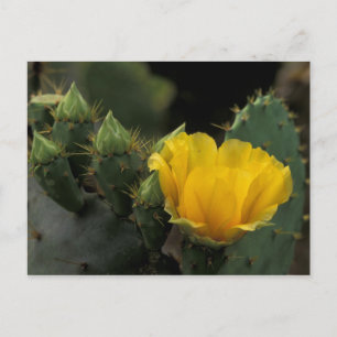 VS, Texas, bloeiende schijfcactus. Briefkaart