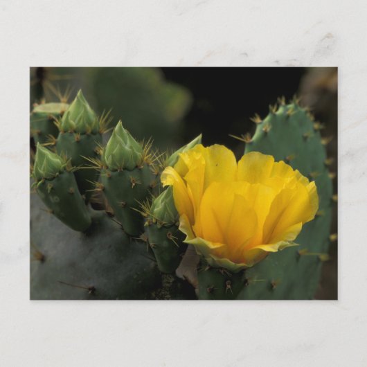 VS, Texas, bloeiende schijfcactus. Briefkaart (Voorkant)