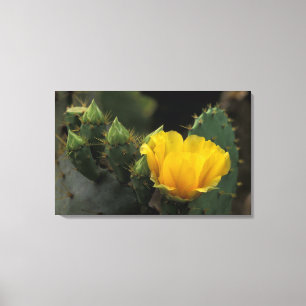 VS, Texas, bloeiende schijfcactus. Canvas Afdruk